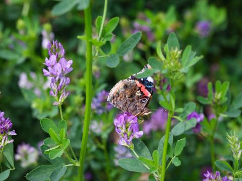 Adorna oltott fémzárolt vetőmag eladó Adorna oltott fémzárolt vetőmag eladó