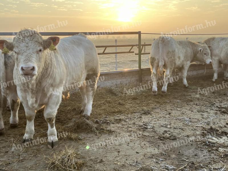 Charolais tenyészbikák