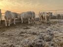 Charolais tenyészbikák