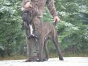 Cane Corso kiskutya