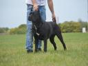 Cane Corso kiskutya