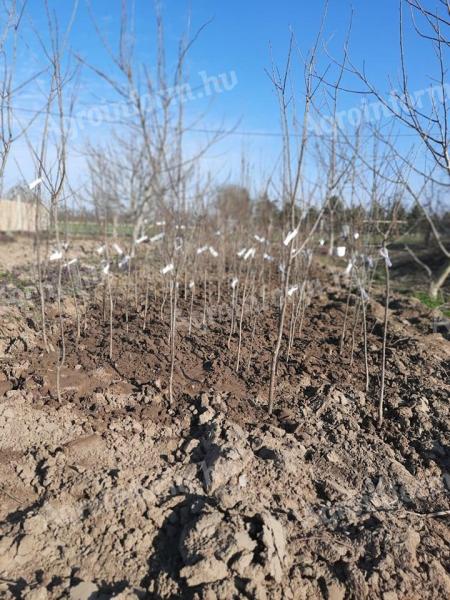 Berbenci szilvafa csemete eladó 06702318803