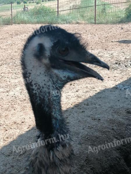 EMU tojóállomány eladó