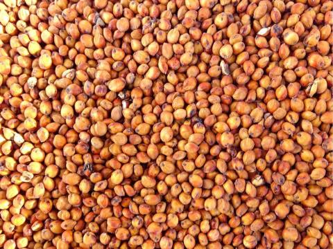 Szudánifű mag MATACO fémzárolt eladó postai utánvéttel Szudánifű mag MATACO fémzárolt eladó postai utánvéttel