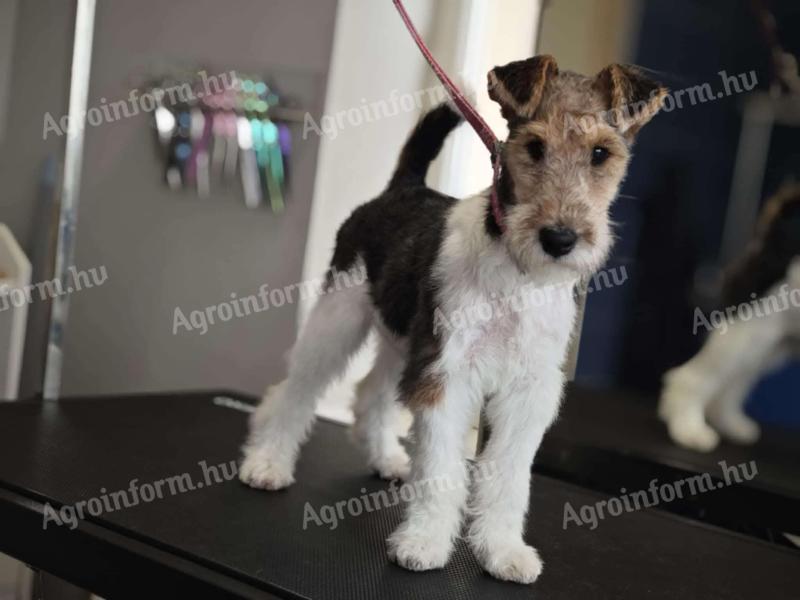 Drótszőrű Foxterrier kiskutya eladó