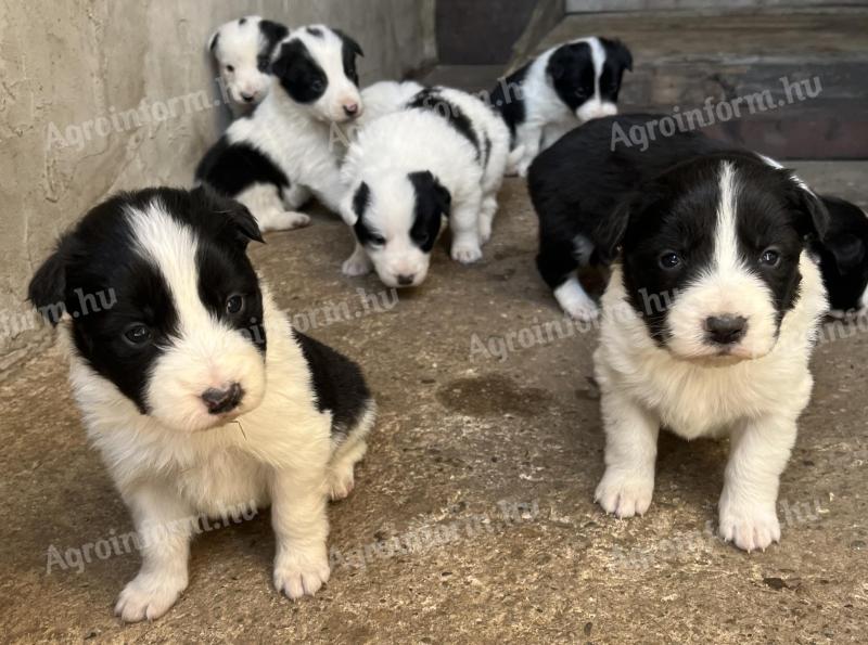 Border collie jellegű kiskutya