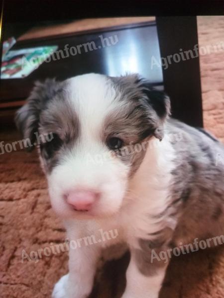 Szép fajtatiszta jellegű border collie