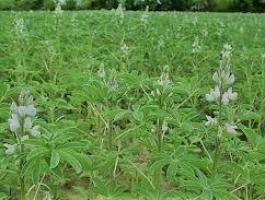 Csillagfürt Édes Nelly fémzárolt vetőmag eladó