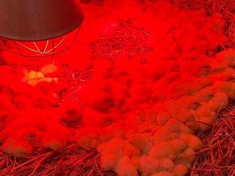 Sussex csibe Sussex csibe