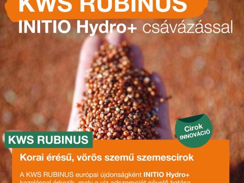 KWS RUBINUS szemes cirok vetőmag,  korai érésű,  vörös szemű