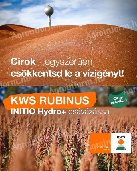 KWS RUBINUS szemes cirok vetőmag,  korai érésű,  vörös szemű