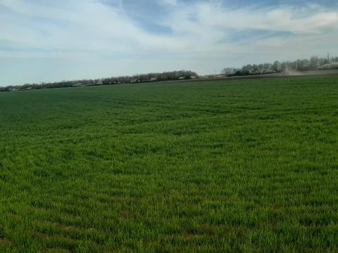 Termőföld szántó eladó Termőföld szántó eladó