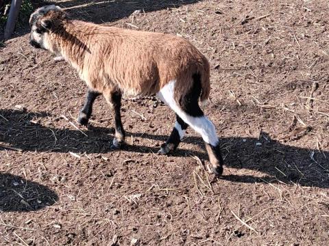 Kameruni kos bárány eladó vagy cserélhető jerkére Kameruni kos bárány eladó vagy cserélhető jerkére