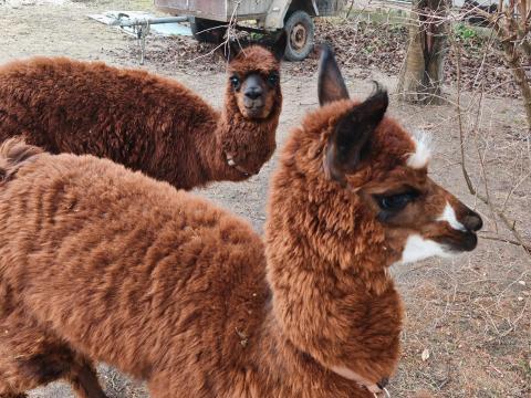 Alpaka Alpaka