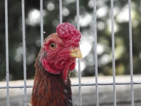Ko-shamó törpe baromfitól tenyésztojás kapható Ko-shamó törpe baromfitól tenyésztojás kapható