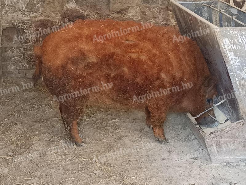 Mangalica hízó eladó Földesen