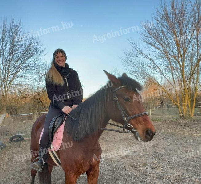 Eladó nyugodt,  11 éves kanca