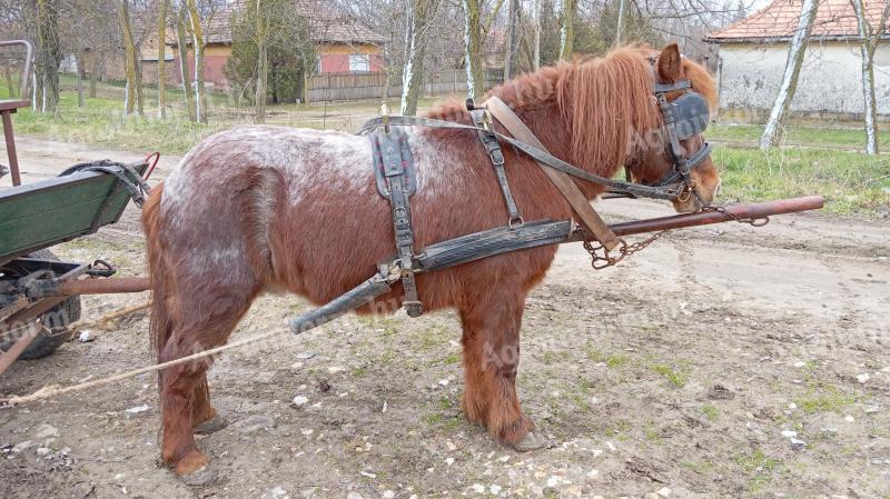 Eladó egy shetlandi póni mén