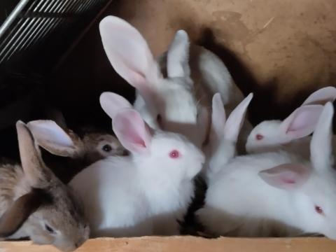 Növendék nyulak eladók Növendék nyulak eladók