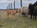 Kelpie növendékek előképezve eledók