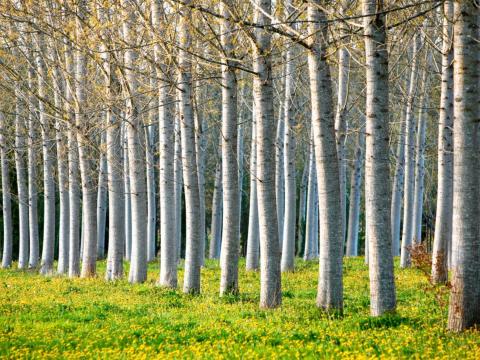 Balotaszálláson vágásérett erdő eladó Balotaszálláson vágásérett erdő eladó