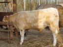 Charolais bika eladó