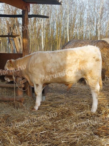 Charolais bika eladó