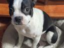 Boston terrier,  7 hónapos nőstény kutya ingyen elvihető