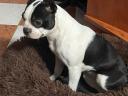 Boston terrier,  7 hónapos nőstény kutya ingyen elvihető