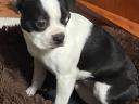 Boston terrier,  7 hónapos nőstény kutya ingyen elvihető