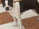 Boston terrier,  7 hónapos nőstény kutya ingyen elvihető