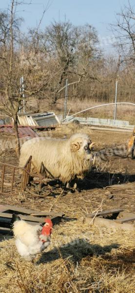 Gyimesi racka kos eladó