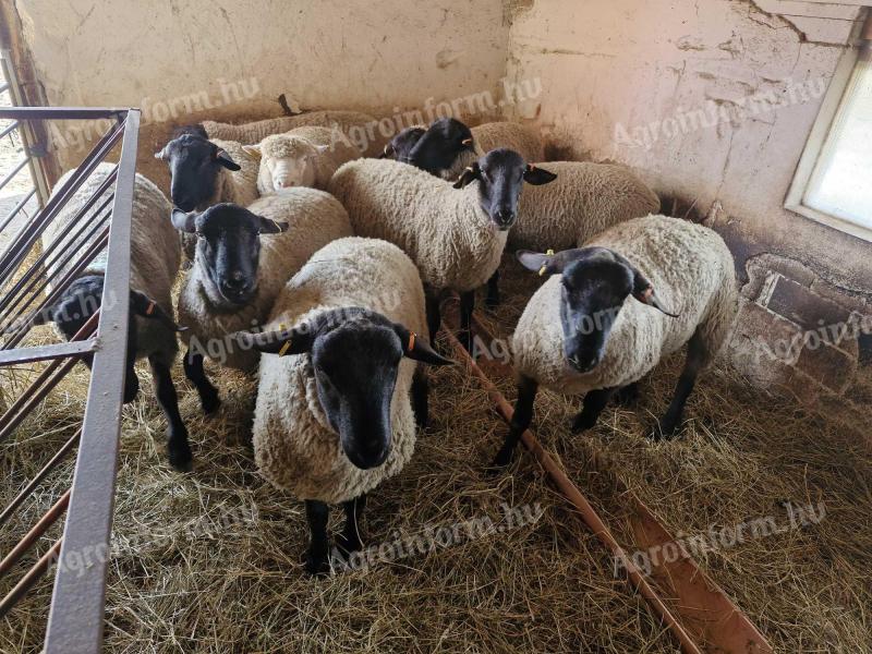 Suffolk és Ile de France tenyészkosok