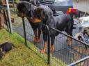 Rottweiler kan kiskutya eladó