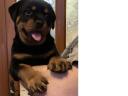 Rottweiler kan kiskutya eladó