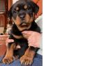 Rottweiler kan kiskutya eladó