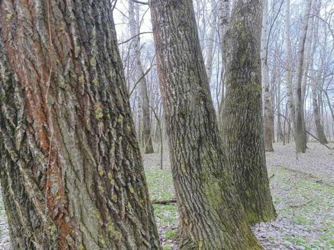 25 hektár erdő eladó Üllésen, Csongrád-Csanád vármegyében 25 hektár erdő eladó Üllésen, Csongrád-Csanád vármegyében