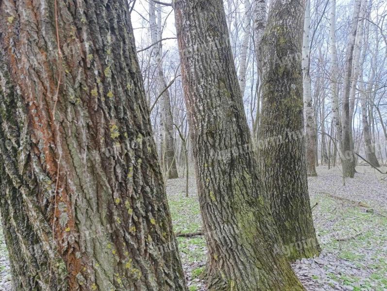 25 hektár erdő Üllésen Eladó