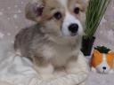 Torzskonyvezett welsh corgi pembroke kiskutyak