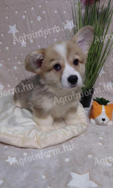 Torzskonyvezett welsh corgi pembroke kiskutyak