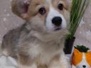 Torzskonyvezett welsh corgi pembroke kiskutyak