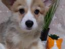 Torzskonyvezett welsh corgi pembroke kiskutyak