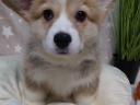 Torzskonyvezett welsh corgi pembroke kiskutyak