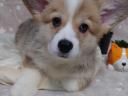 Torzskonyvezett welsh corgi pembroke kiskutyak