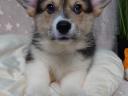 Torzskonyvezett welsh corgi pembroke kiskutyak