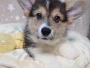 Torzskonyvezett welsh corgi pembroke kiskutyak