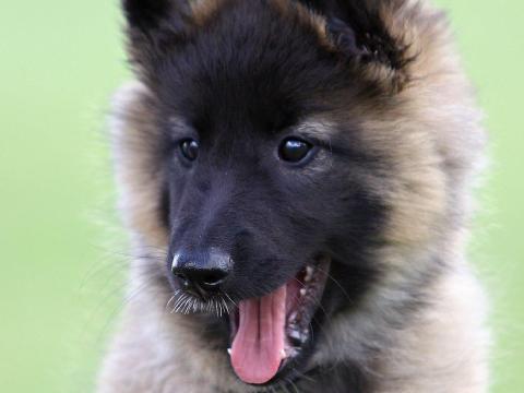 Belgický ovčák Tervuren - rodokmen FCI Belgický ovčák Tervuren - rodokmen FCI