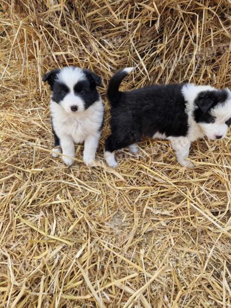 Border Collie