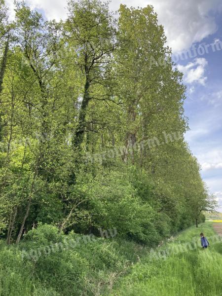 Erdő eladó 4,8 ha Böhönye,  Somogy