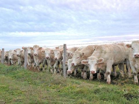 Állatgondozó Állatgondozó